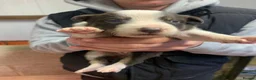 Border Collie dogs for sale: 7 Border Collie ISDS Registered Pups for Sale - Advert 21