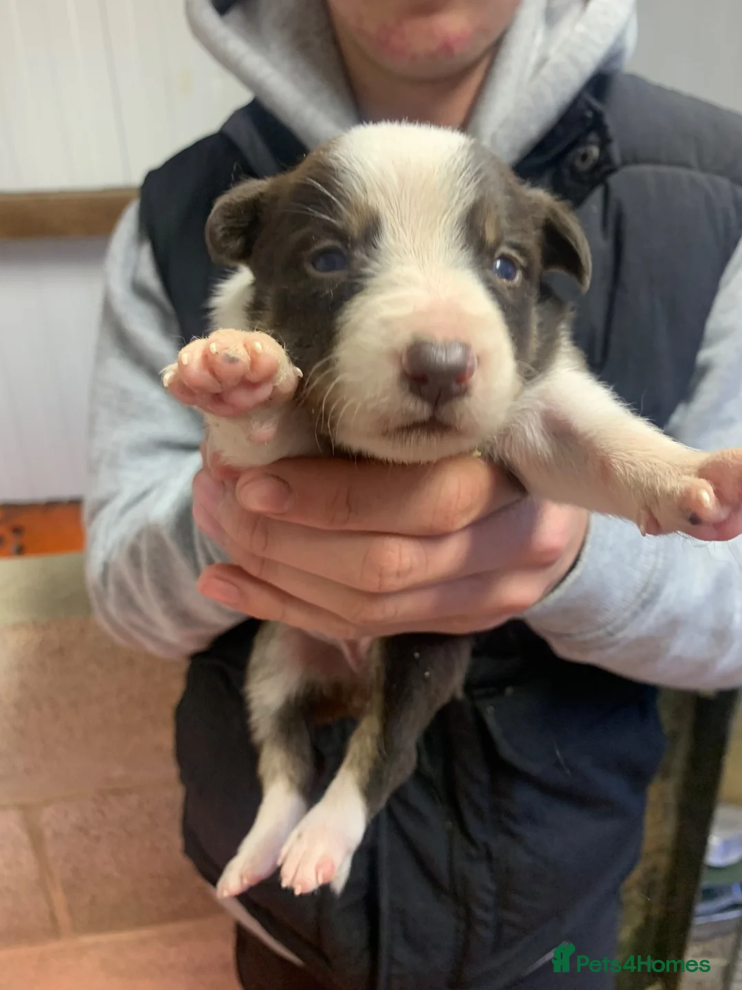 Border Collie dogs for sale: 7 Border Collie ISDS Registered Pups for Sale - Advert 21