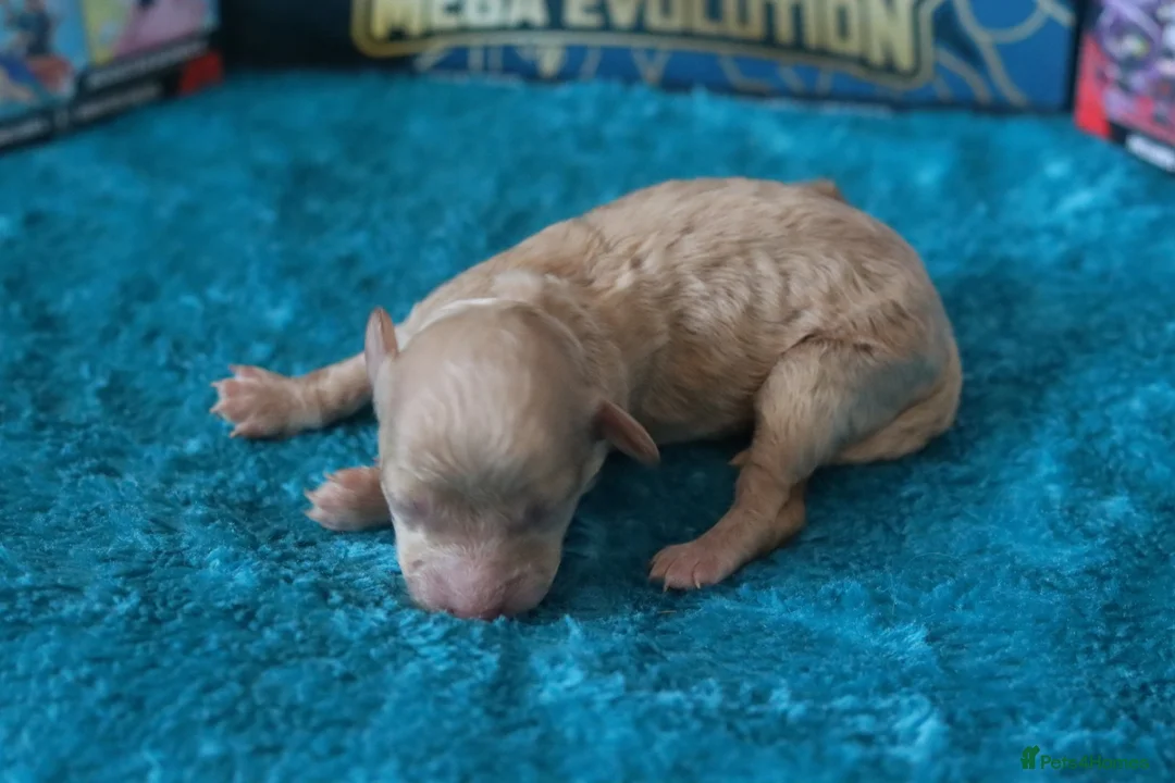 Maltipoo dogs for sale: 4 Maltipoo Puppies - 2 Apricot Girls & 2 Red Boys - Advert 25