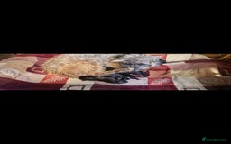 Mixed Breed dogs for sale: Bedlington x whippet pups  - Image 7