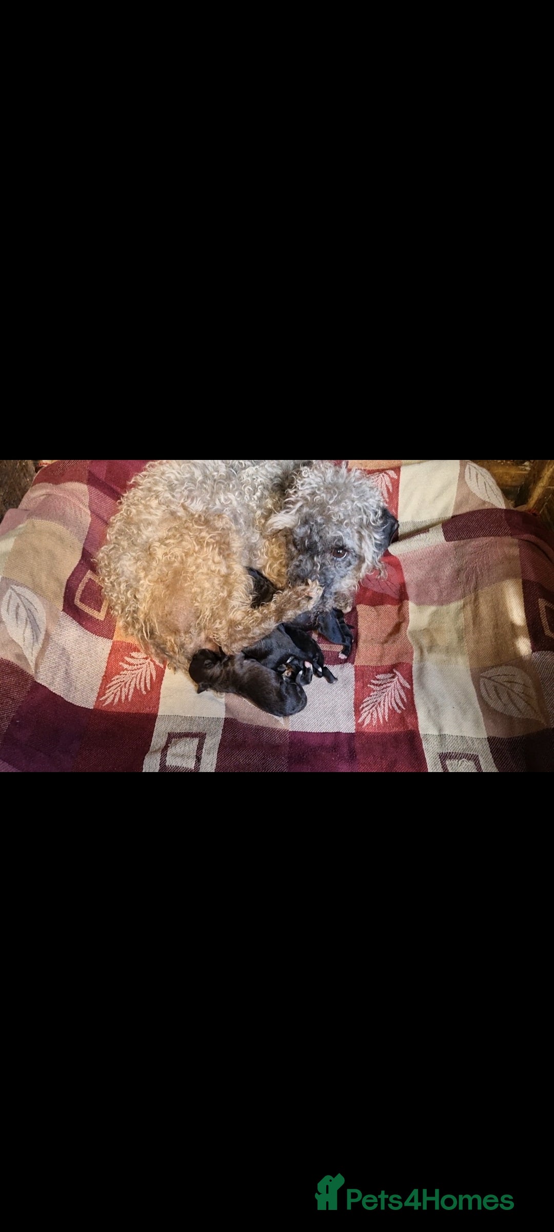 Mixed Breed dogs for sale: Bedlington x whippet pups  - Image 7