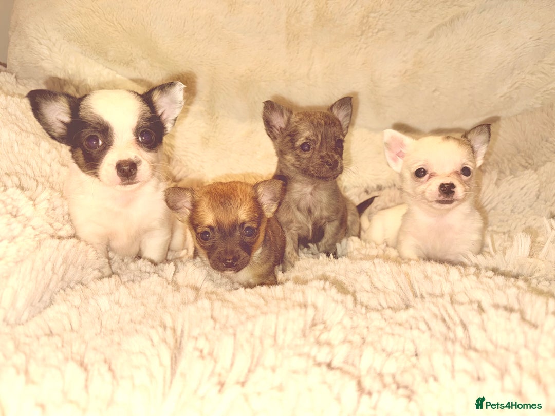 Chihuahua dogs for sale: Tiny Chihuahua girls  - Image 14