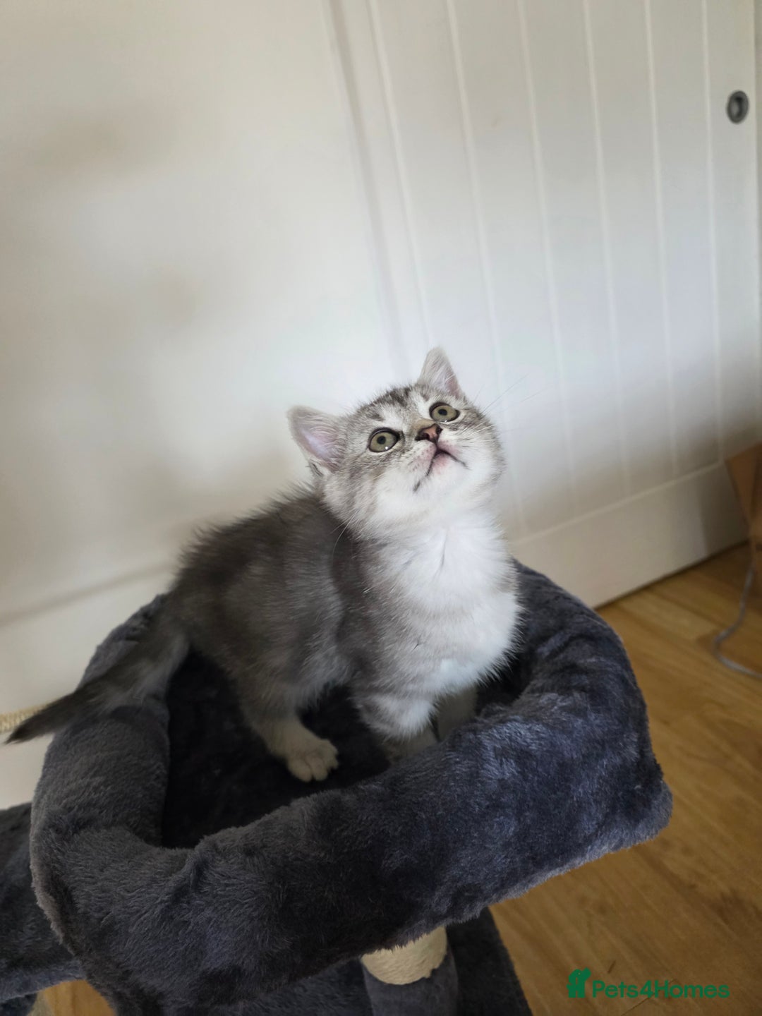 Persian cats for sale: Persian Chinchilla Silver - Advert 3