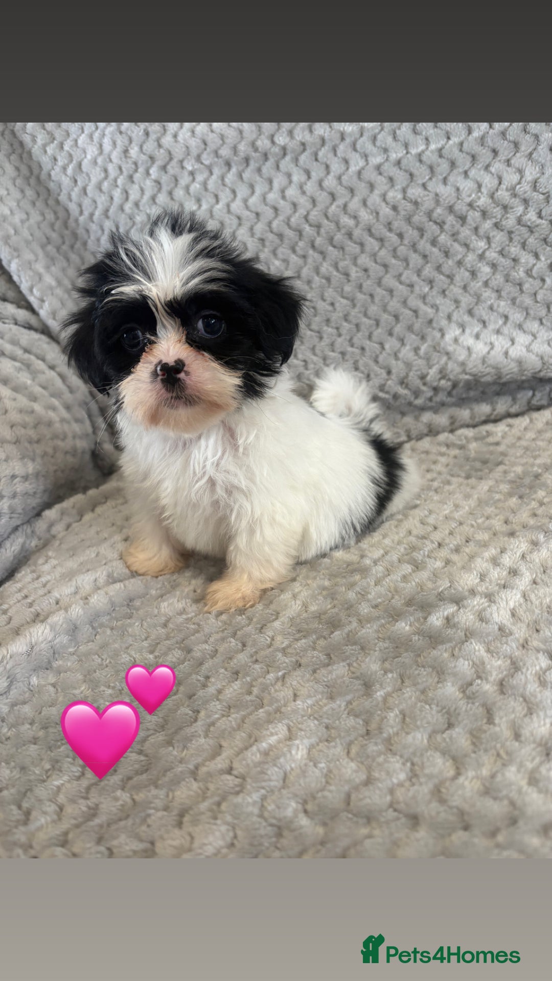 Lhasa Apso dogs for sale: Beautiful Lhasa Apso  - Image 22