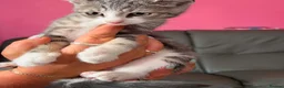 Mixed Breed cats for sale: Lovely kittens for sale - Advert 2