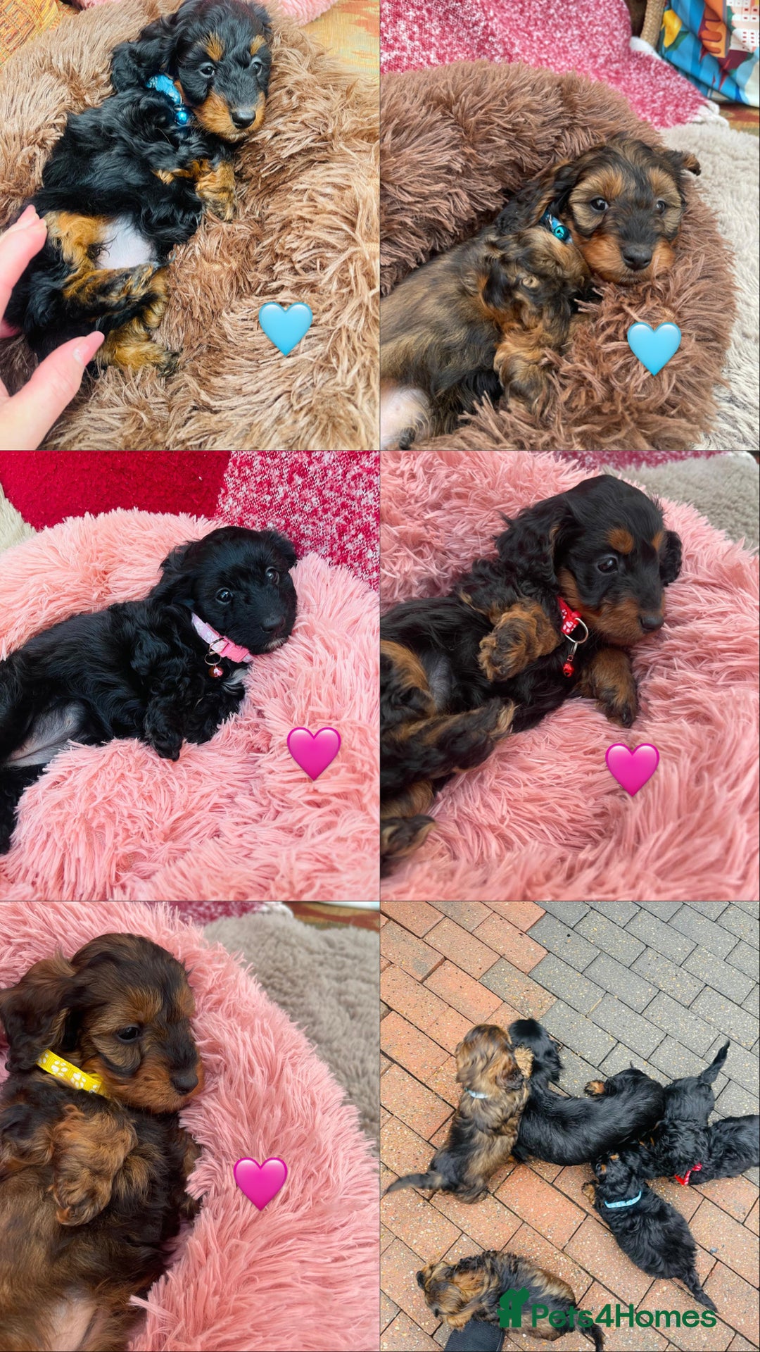 Doxiepoo dogs for sale: Doxipoo puppies - Advert 1