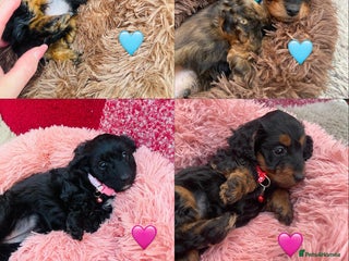 Doxiepoo dogs Doxipoo puppies - Advert 17