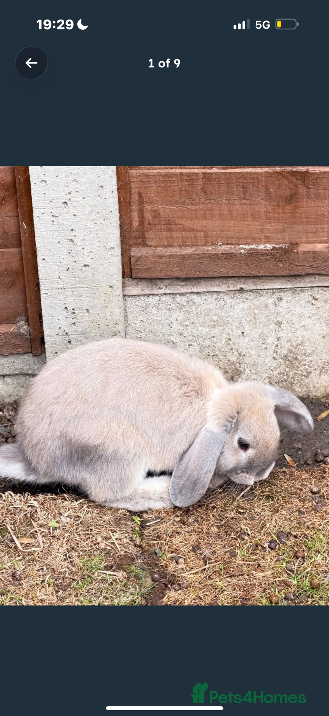 Mixed Breed rabbits for sale: Baby bunnies  in Stanmore - Advert 4