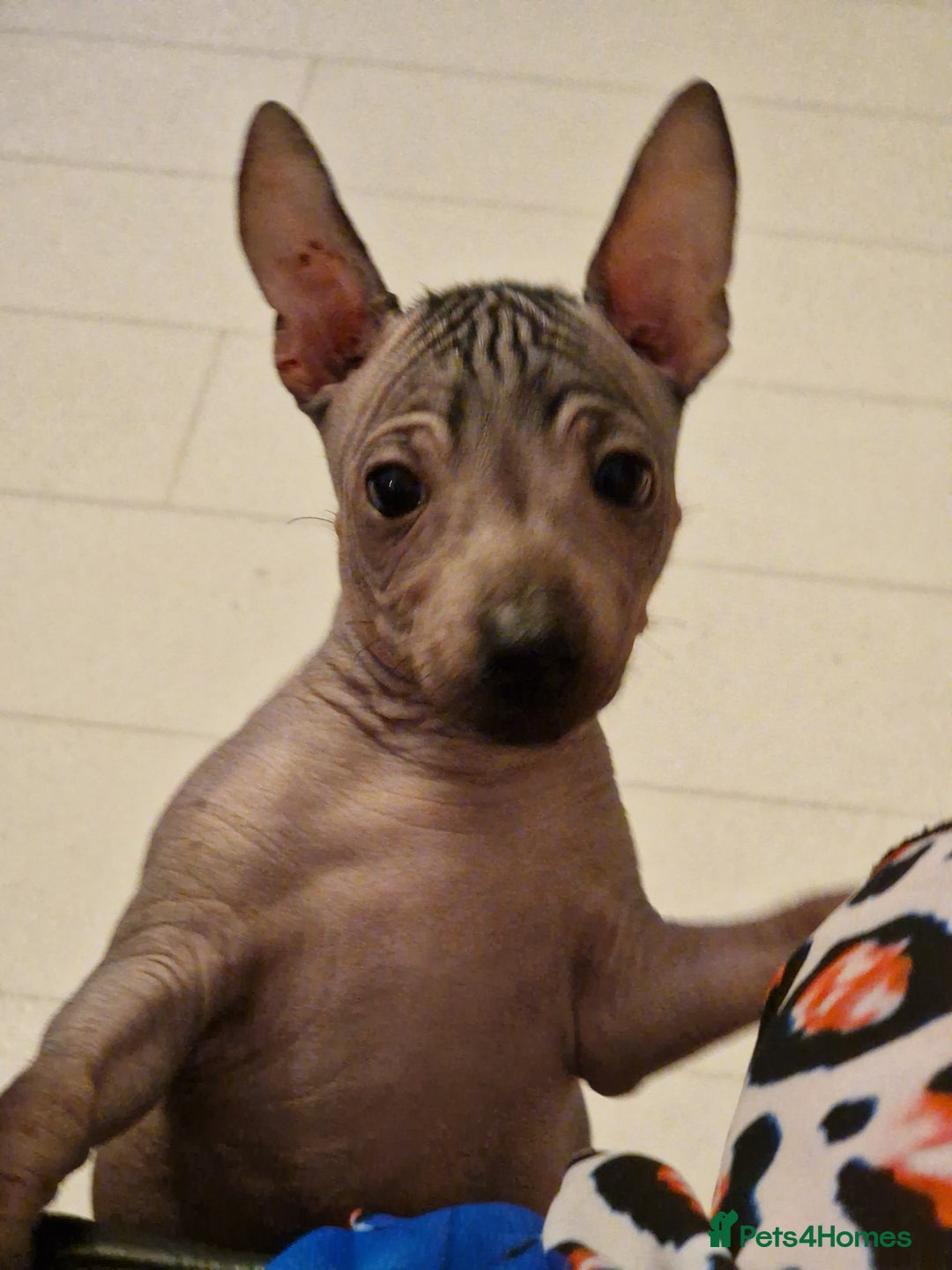 Mexican Hairless dogs for sale: Stunning mini red boy 4 months 8 week old girl . - Image 13