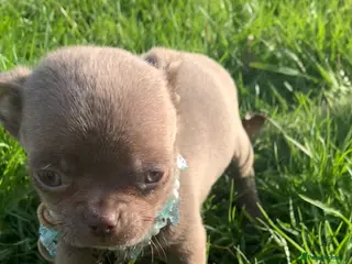 Chihuahua dogs Lilac Chihuahua pedigree 0% related parents - Advert 4