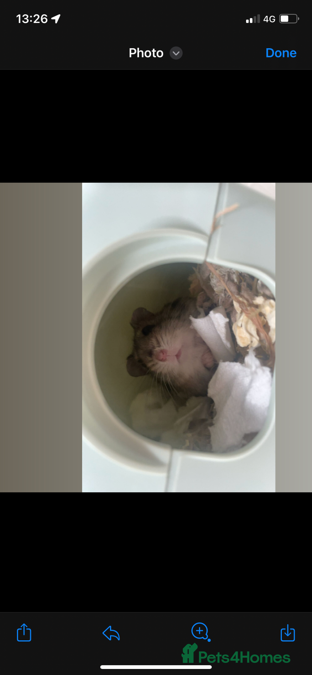 Hamster rodents for sale: Very tame Russian hamster  - Image 1
