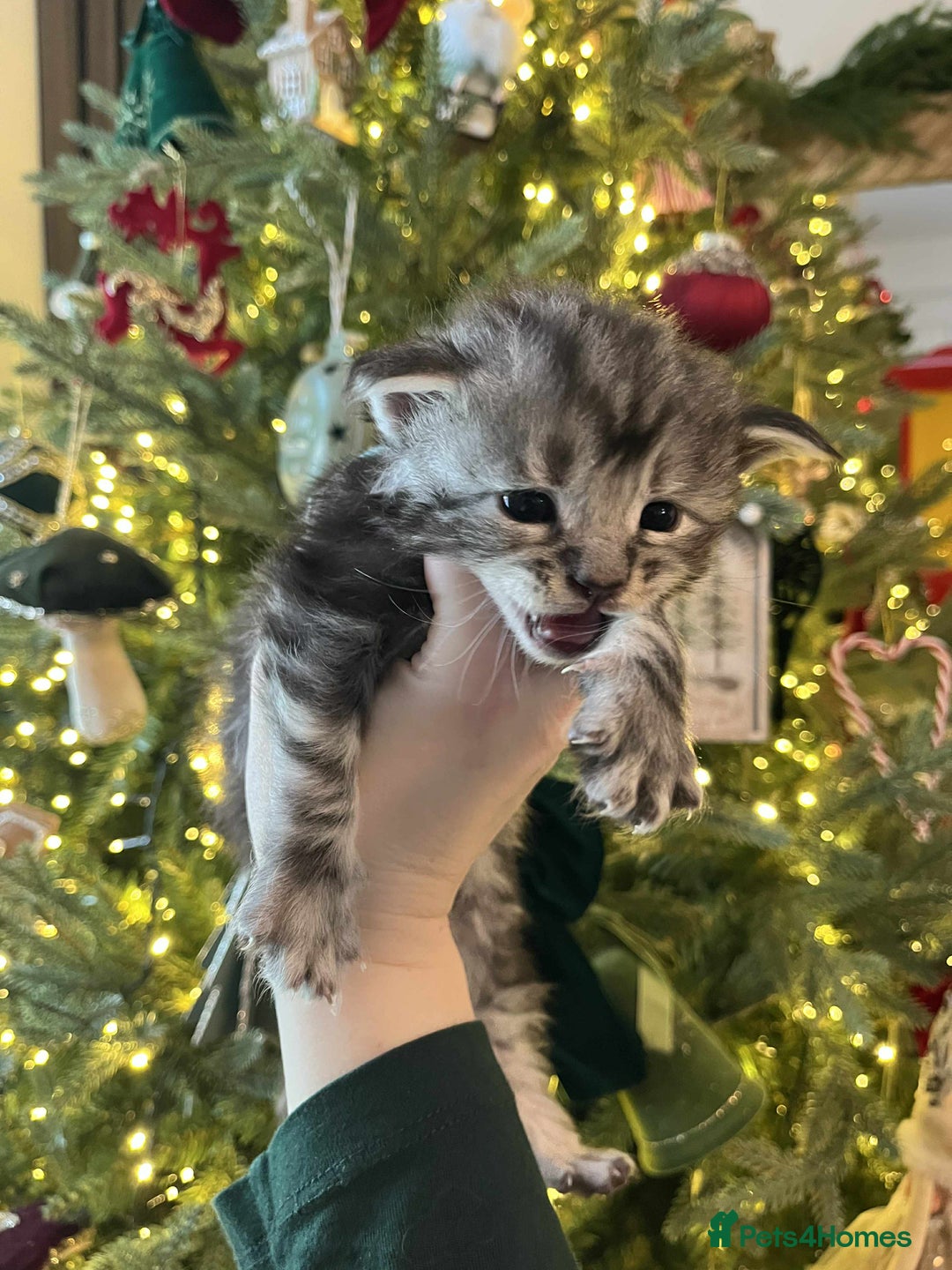 Maine Coon cats for sale: Pure Maine Coon Kittens - Advert 30