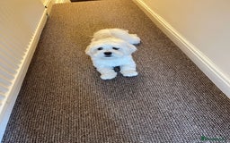 Bichon Frise dogs for sale: Gucci bichon frise - Image 3