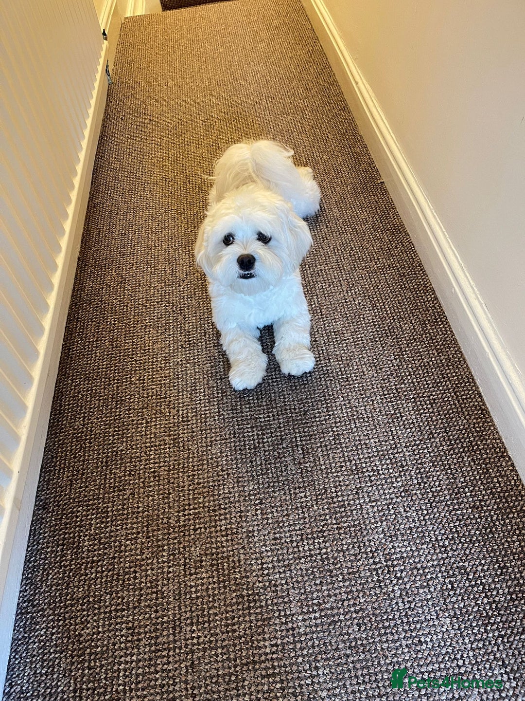 Bichon Frise dogs for sale: Gucci bichon frise - Image 3