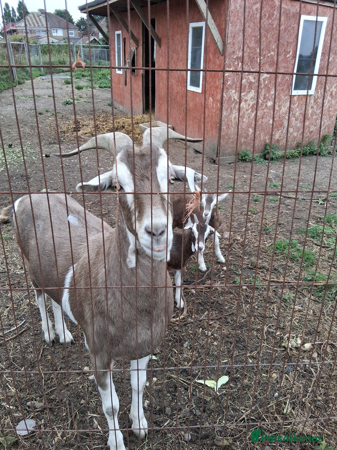Goats livestock for sale: Ggoats for sale - Image 5