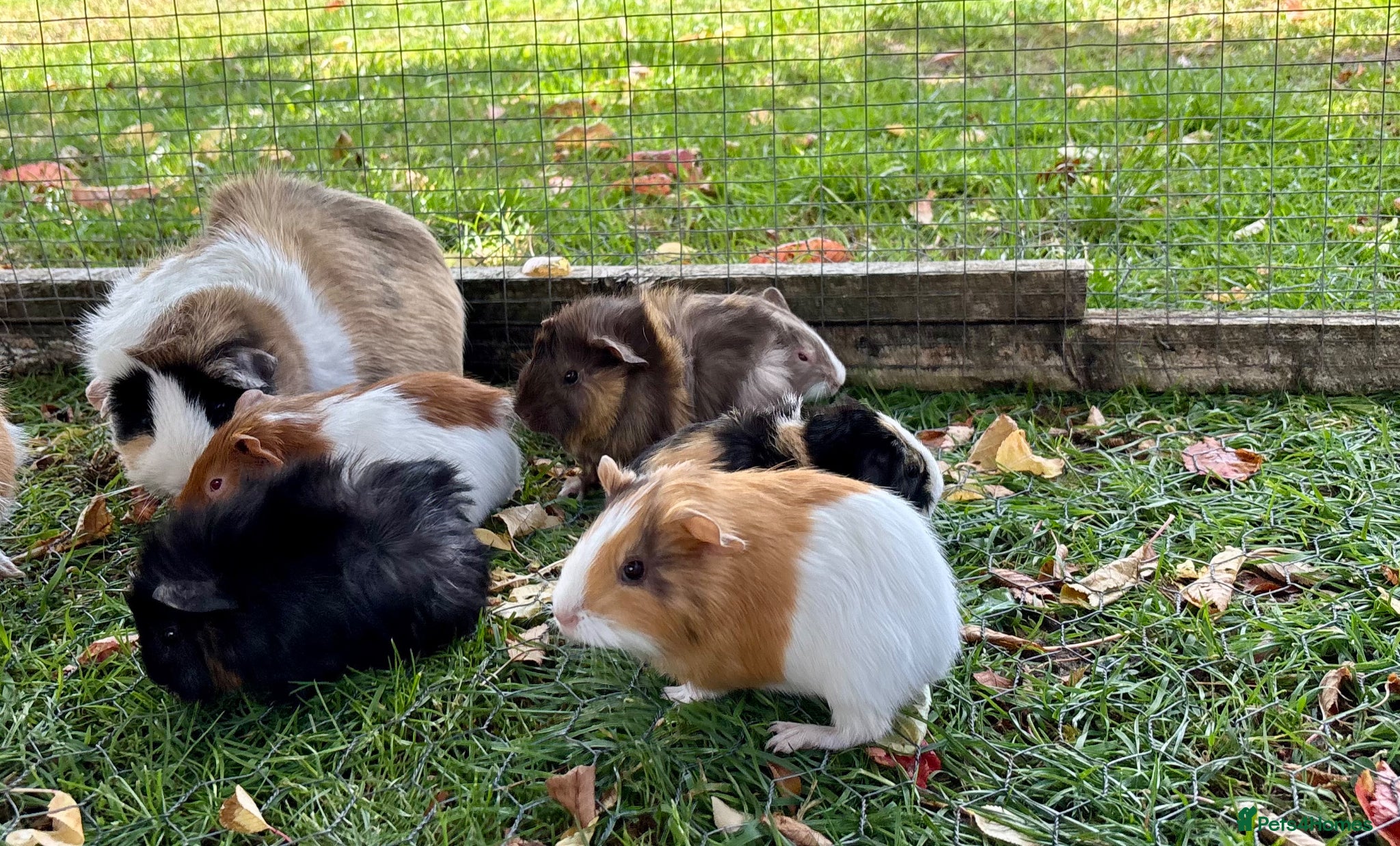Guinea Pig rodents for sale: Baby Guinea Pigs for sale  - Advert 12