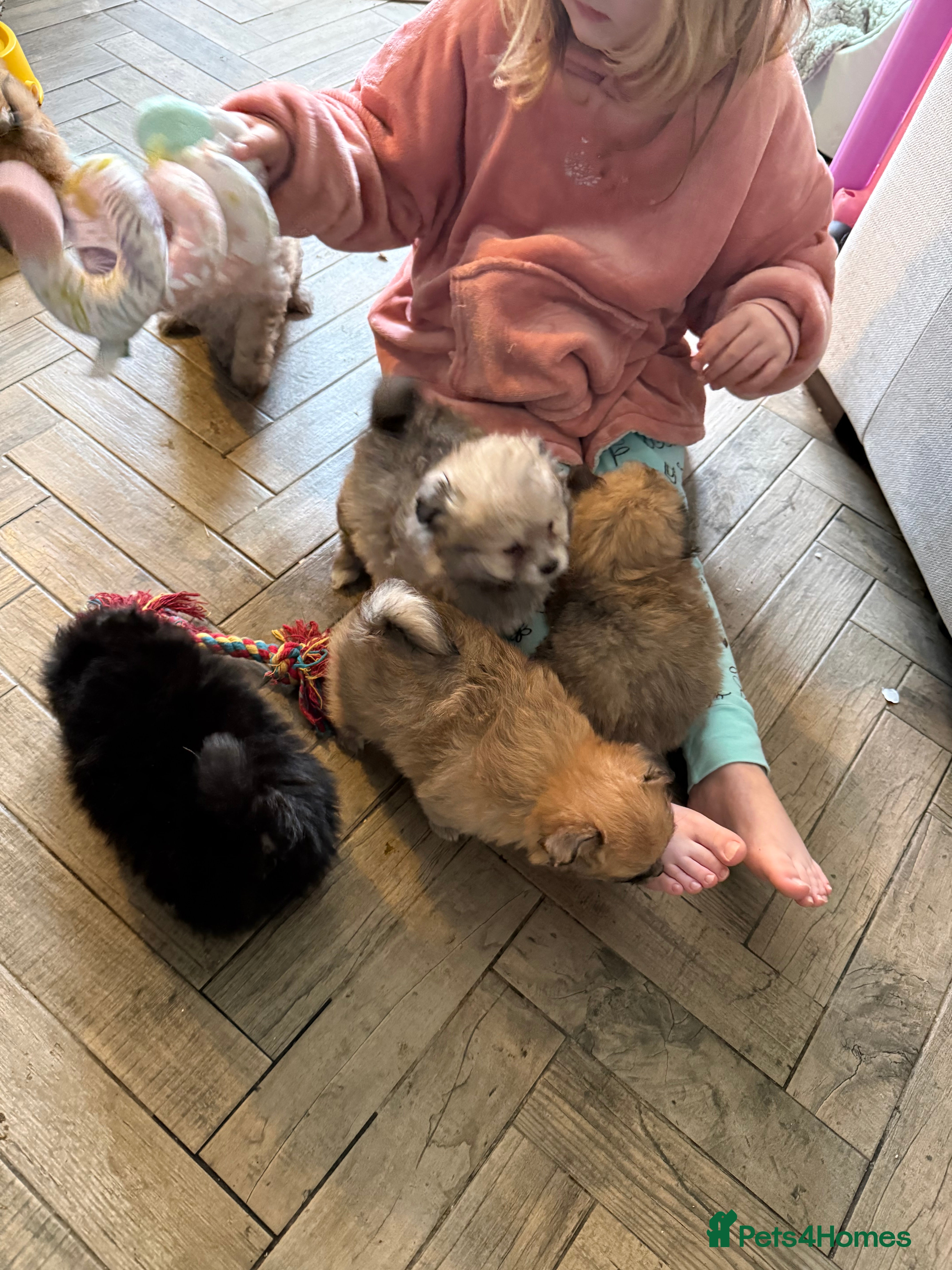 Mixed Breed dogs RARE Shihtzu x Pomeranian health checked  - Advert 2