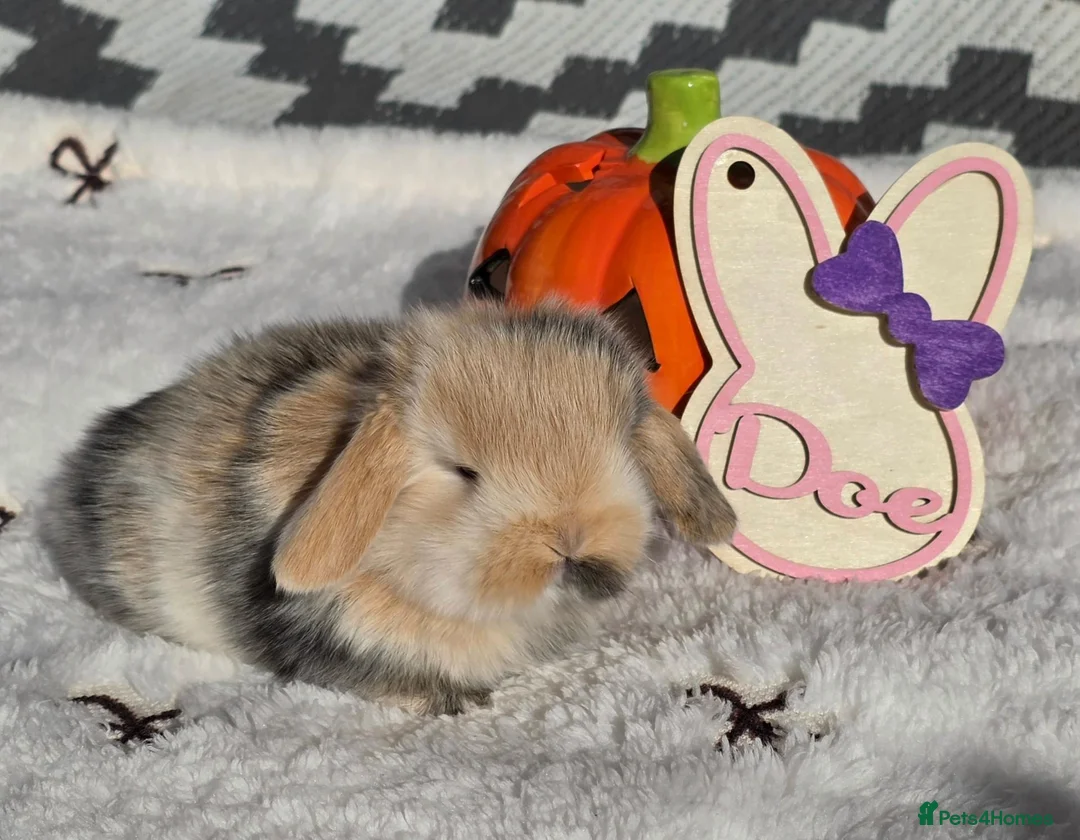 Mini Lop rabbits for sale: Purebred Mini lops - Advert 4