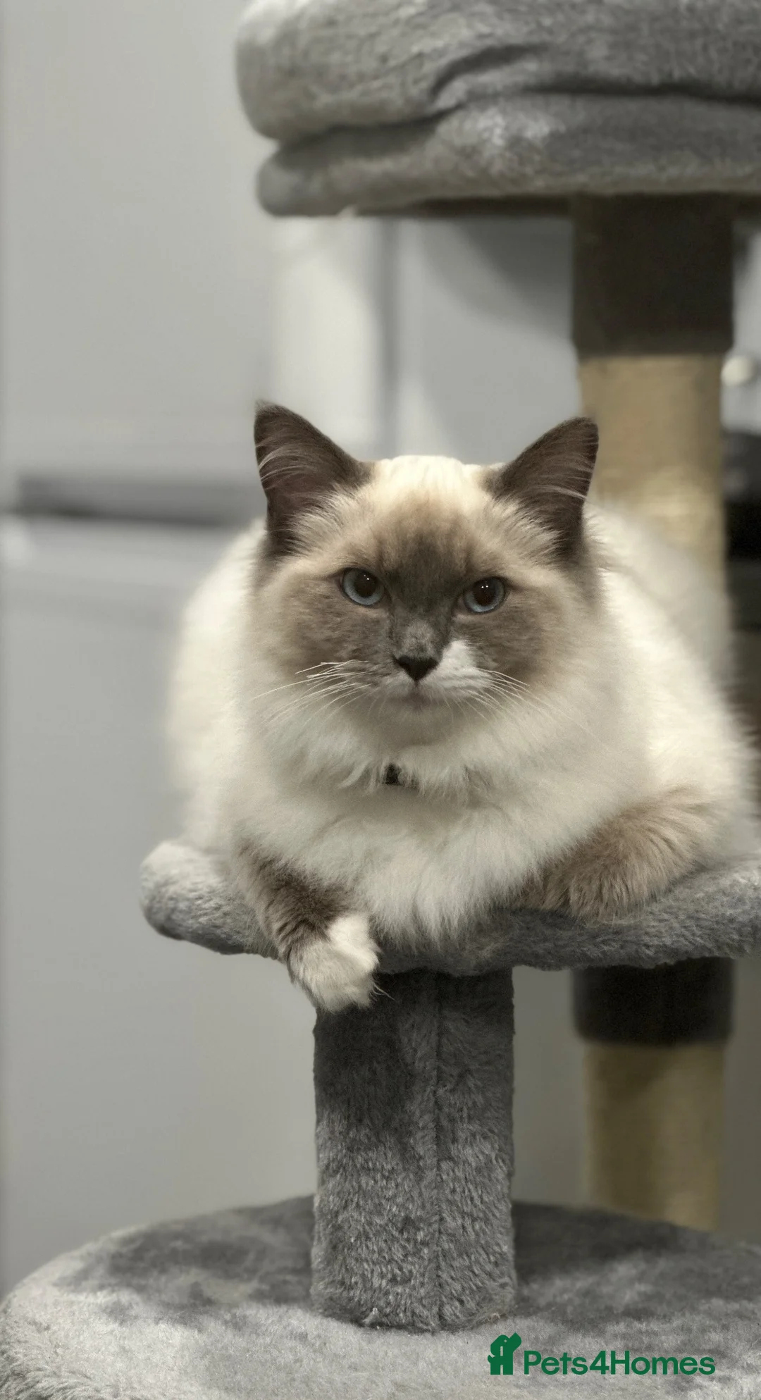 Ragdoll cats for sale: Ragdolls - cute and fluffy  - Advert 2