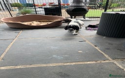 English Springer Spaniel dogs for sale: Springer pups - Image 5