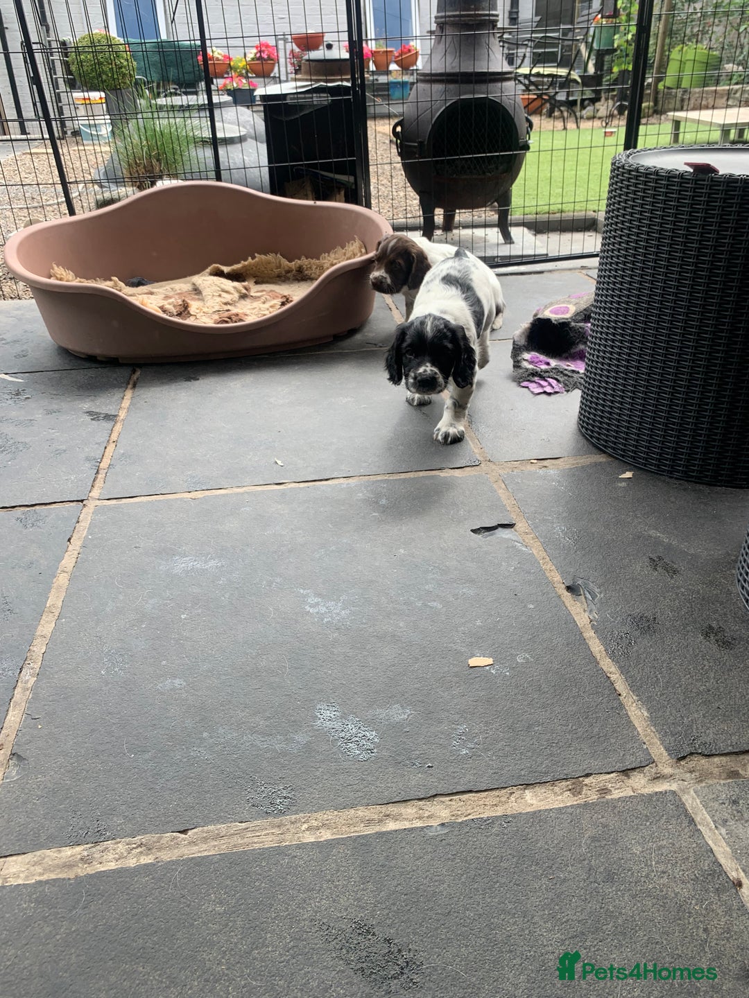 English Springer Spaniel dogs for sale: Springer pups - Image 5