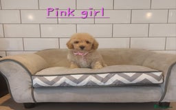 Poochon dogs for sale: Poochon puppies 🥰 - Image 4