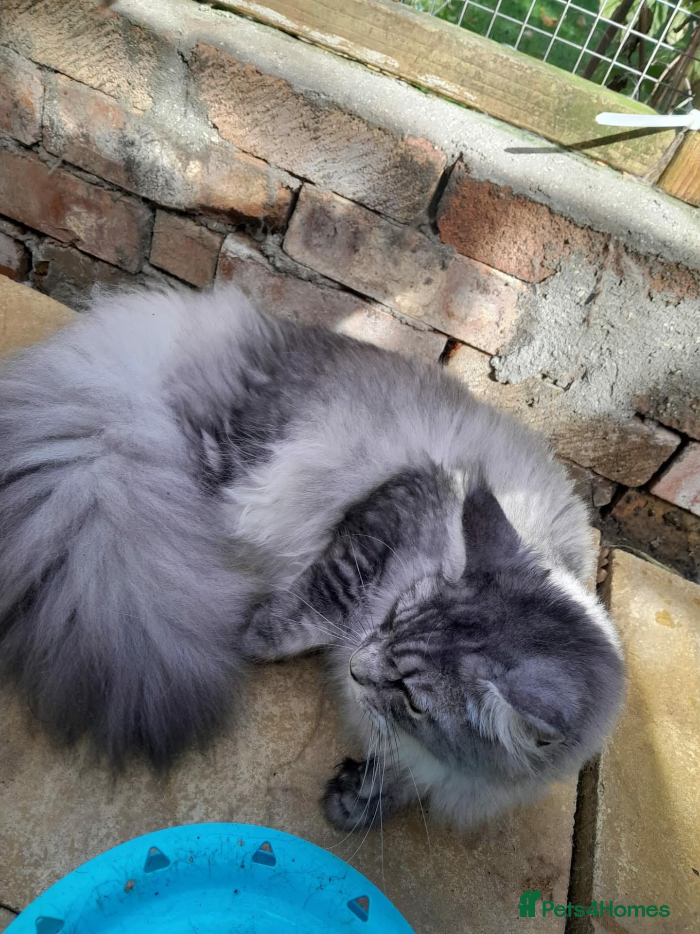Maine Coon cats for sale: black silver ticked girl ns25 - Advert 4