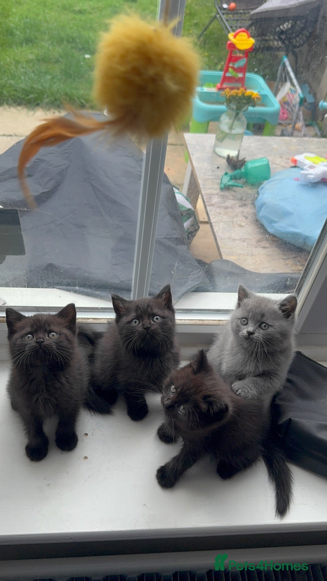 British Shorthair cats British shorthair kittens  - Advert 2