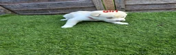 Siberian Husky dogs for sale: 6 siberian husky puppies  - Advert 7