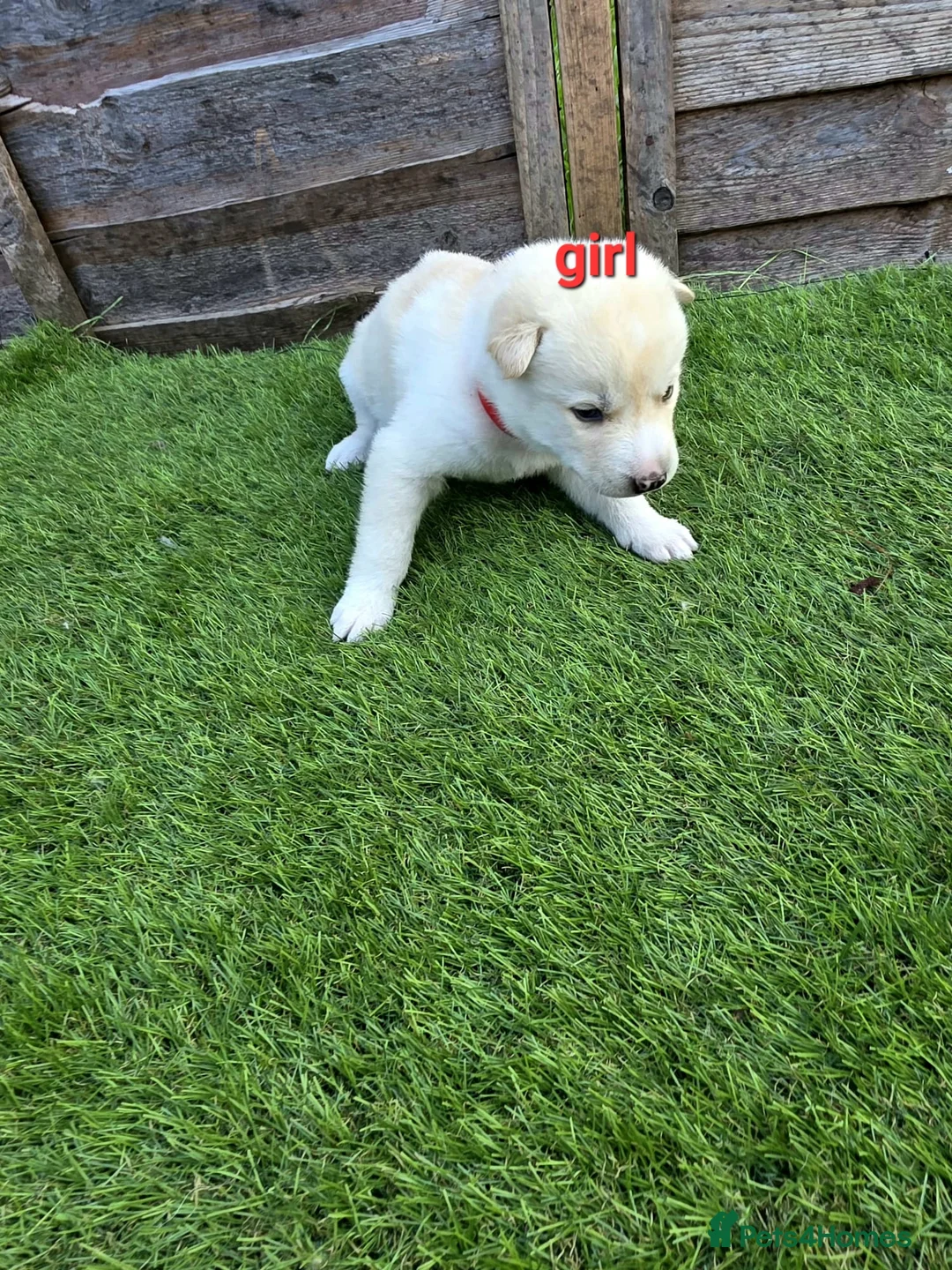 Siberian Husky dogs for sale: 6 siberian husky puppies  - Advert 7