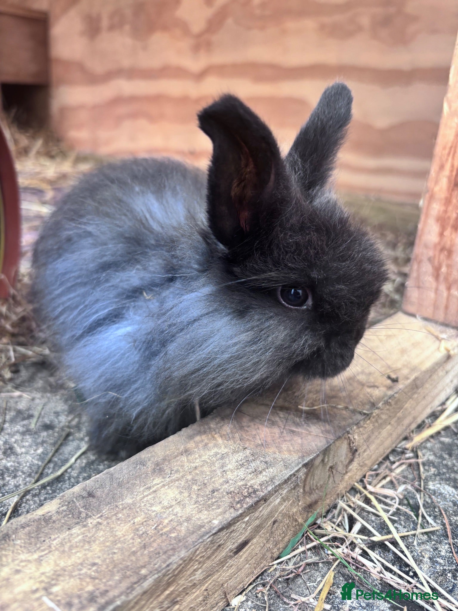 Mini Lop rabbits 2 male mini lop rabbits  - Advert 1