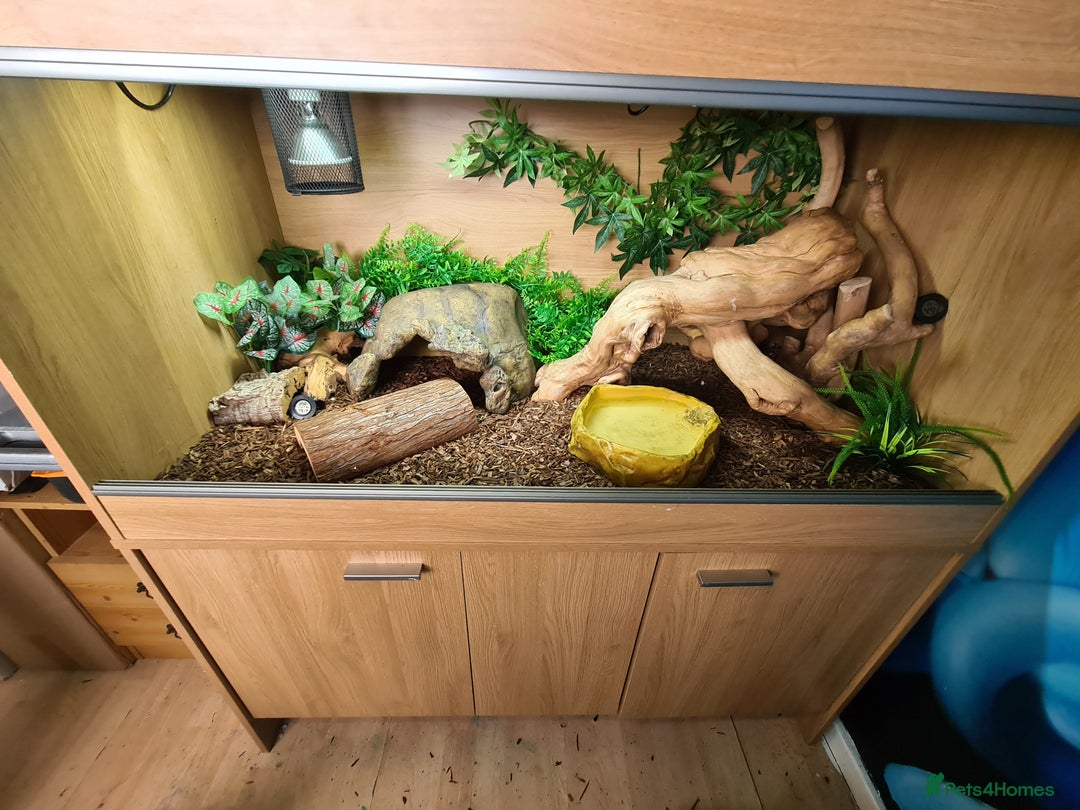 Python Snake reptiles for sale: Pastel leopard ball python  - Image 5