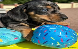 Miniature Dachshund dogs for sale: Miniature daschund puppies - Image 12