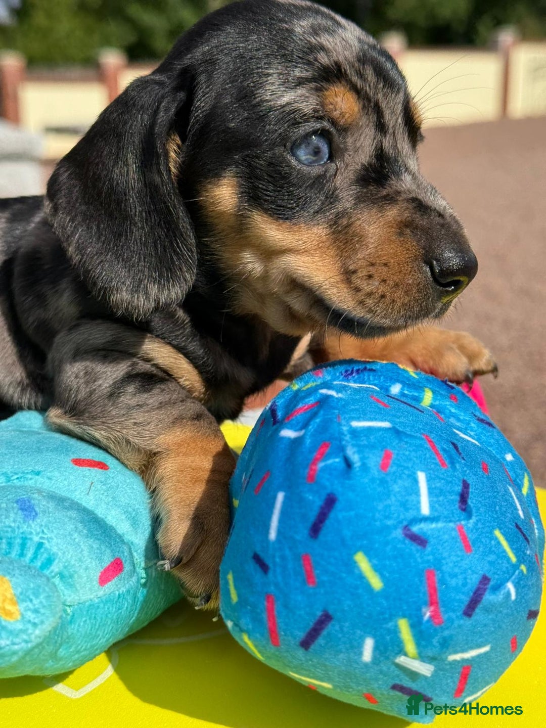 Miniature Dachshund dogs for sale: Miniature daschund puppies - Image 12