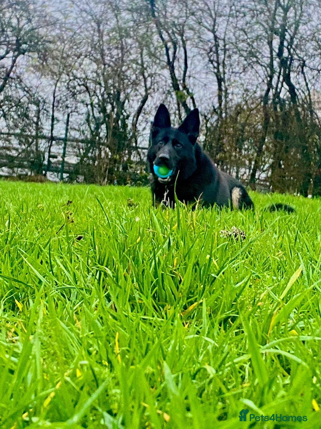 German Shepherd dogs for sale: Sirius Black looking for his Forever Home 🐾 - Advert 1