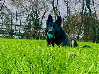 German Shepherd dogs Sirius Black looking for his Forever Home 🐾 - Advert 12