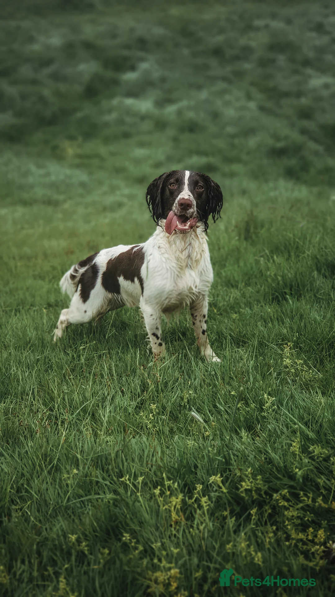 English Springer Spaniel dogs for stud: English Springer Spaniel Stud in Derby - Advert 9
