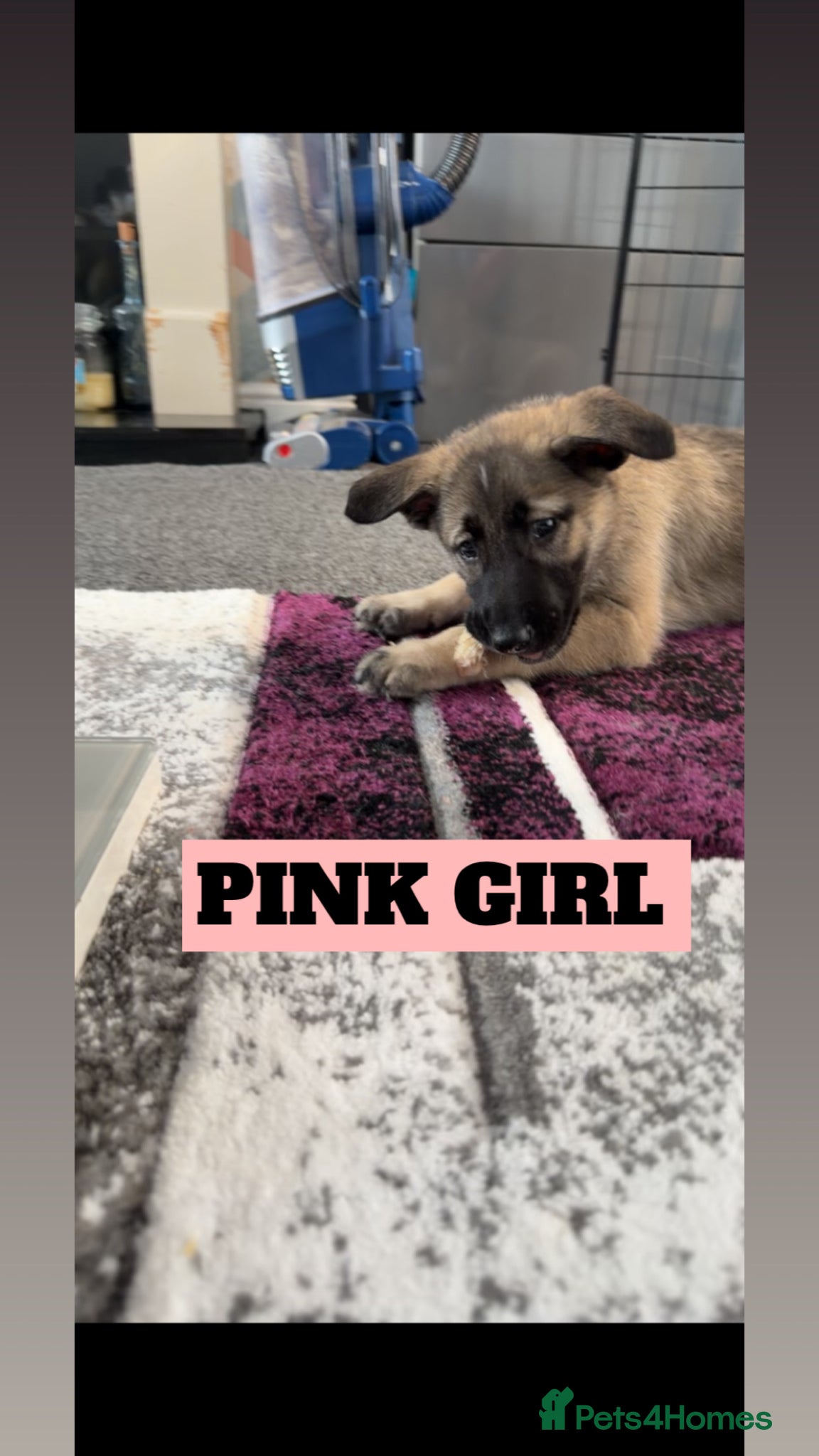 Shepsky dogs READY TO LEAVE German Shepherd cross Husky Puppies - Advert 15