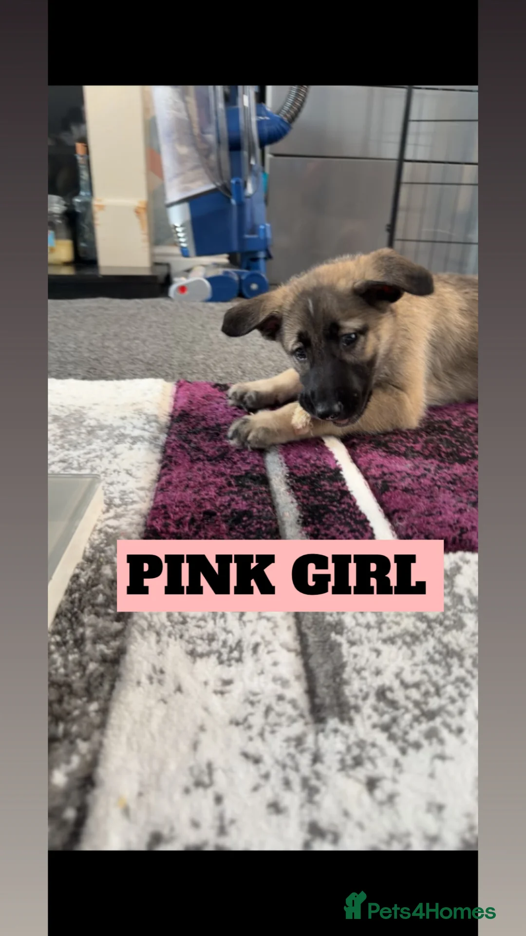 Shepsky dogs for sale: READY TO LEAVE German Shepherd cross Husky Puppies - Advert 1