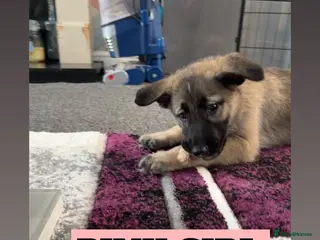 Shepsky dogs READY TO LEAVE German Shepherd cross Husky Puppies - Advert 15