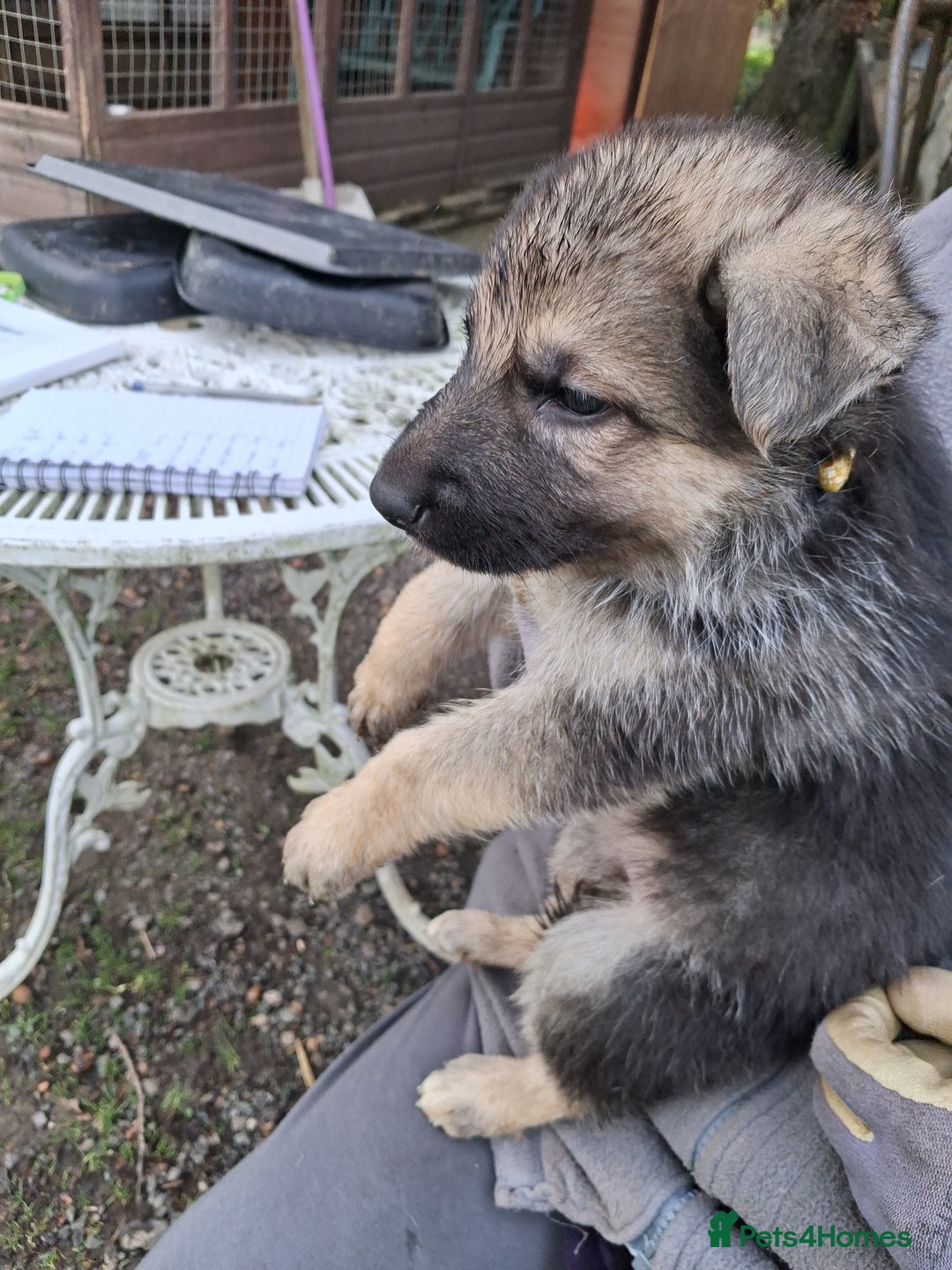 German Shepherd dogs for sale: Super litter of fully registered gsd pups - Advert 9