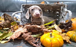 Miniature Dachshund dogs for sale: TRUE MINIATURE DASCHUND BABIES only 5 - Image 32