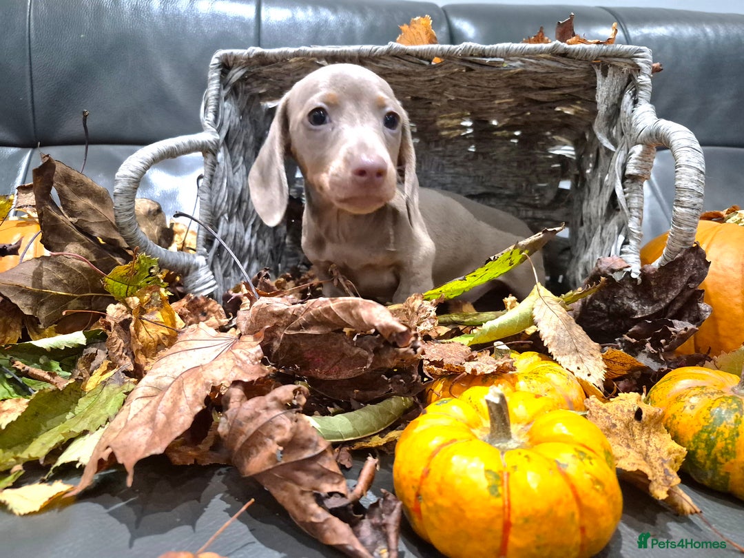 Miniature Dachshund dogs for sale: TRUE MINIATURE DASCHUND BABIES only 5 - Image 32
