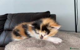 Domestic Shorthair cats for sale: 5 Adorable Kittens Seeking New Homes - Image 2