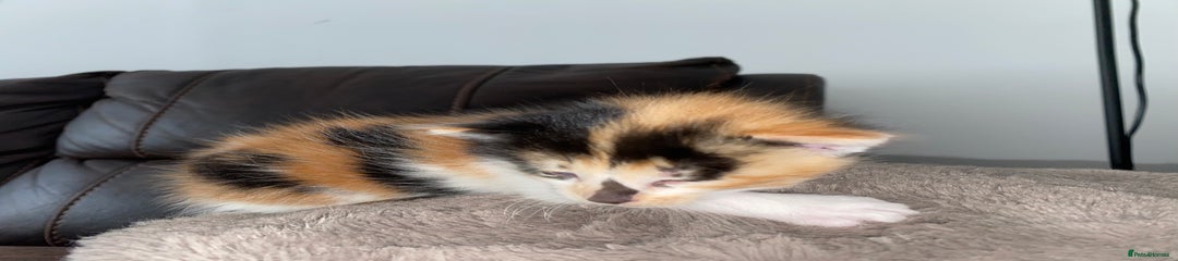 Calico 