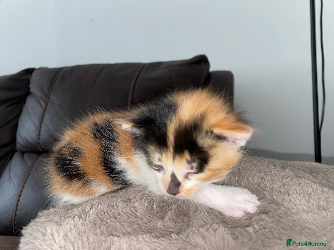 Domestic Shorthair cats for sale: 5 Adorable Kittens Seeking New Homes - Image 2