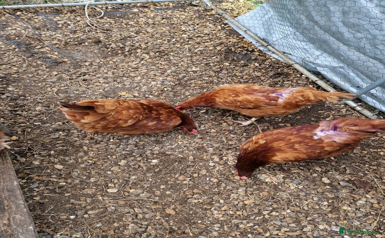 Chickens poultry - Advert 1