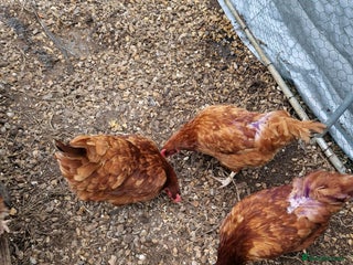 Chickens poultry - Advert 7