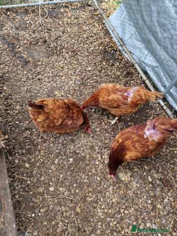 Chickens poultry - Advert 1