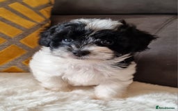 Shihpoo dogs for sale: Adorable little Shihpoo's, sold fully vaccinated - Image 16